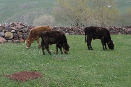 Erzurum'da şapa bağlı hayvan ölümleri başladı