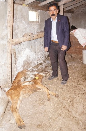 Erzurum'da şapa bağlı hayvan ölümleri başladı