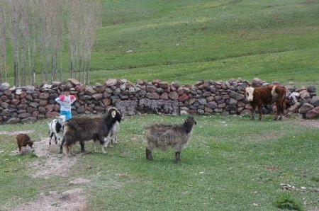 Erzurum'da şapa bağlı hayvan ölümleri başladı