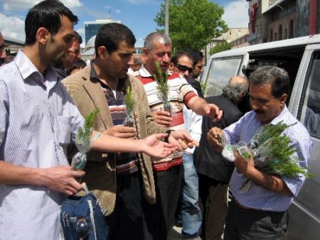 Erzurum'da Vatandaşlara Çam Fidanı Hediyesi
