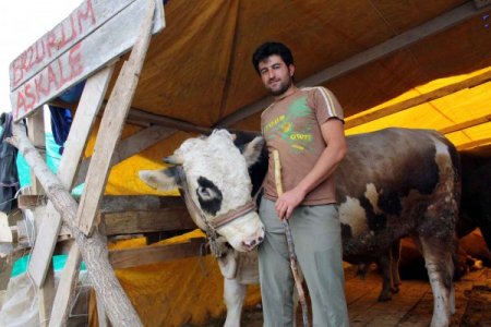 Erzurumlu celep, kurbanlıkları satıp düğün yapacak