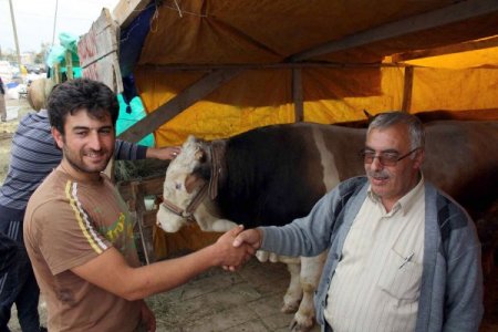 Erzurumlu celep, kurbanlıkları satıp düğün yapacak