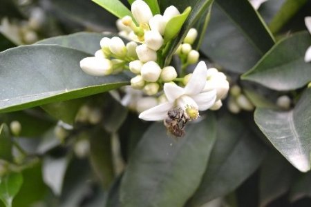 Eşine şifa ararken gezgin arıcı oldu