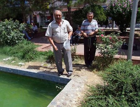 Eski Tiryakiler, Sigara Parasıyla Kuşları Besliyor