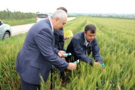 Eskikaraağaç köyünde süne yumurta parazitoidi salımı yapıldı