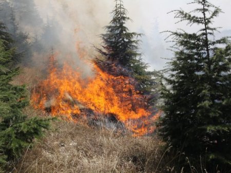 Eskişehir’de 20 Hektarlık Ağaçlandırma Sahası Yandı