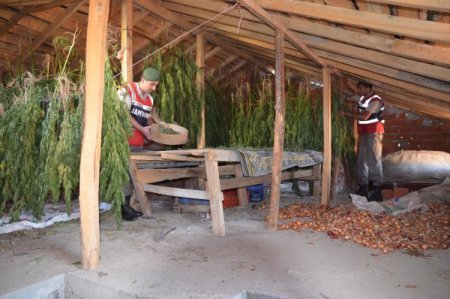 Esrar Bitkilerini Tarlada Mısır Ve Fasulye İçine Ektiler