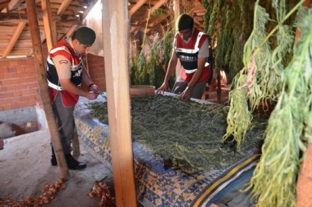 Esrar Bitkilerini Tarlada Mısır Ve Fasulye İçine Ektiler