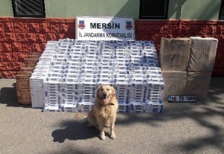 Esrar kalıntılarına tepki verdi 24 bin 500 paket kaçak sigarayı ortaya çıkardı