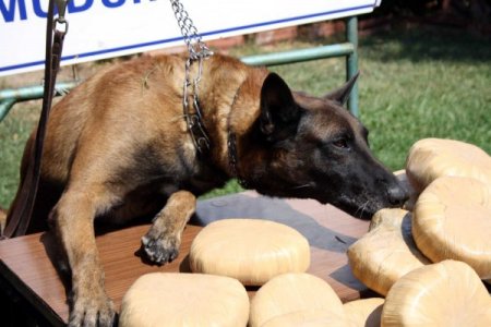 Esrar satıcısı, park halindeki otomobile çarpınca yakalandı
