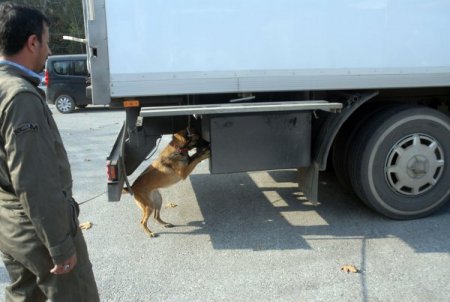 Et yüklü kamyondan esrar çıktı