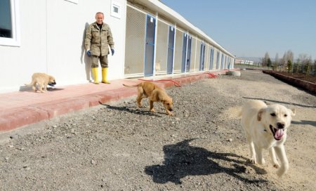 Etimesgut’a yeni hayvan barınağı
