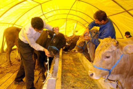 Etimesgut’ta kurban hazırlıkları sürüyor