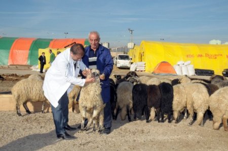 Etimesgut’ta kurban hazırlıkları sürüyor