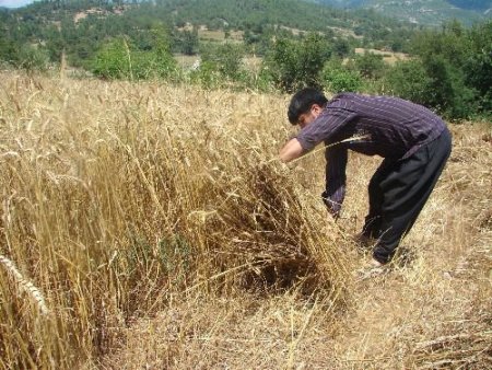 Etkili Yağmurlar Buğday Üreticisini Korkuttu