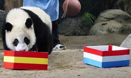 Euro 2012 Şampiyonu Tahmini Yavru Pandadan: İspanya Kazanacak