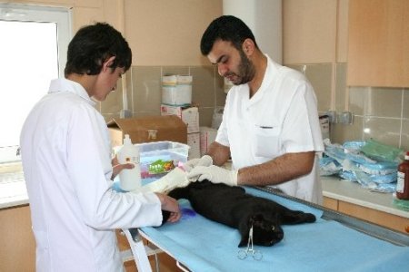 Ev ve sokak kedileri kısırlaştırılıyor