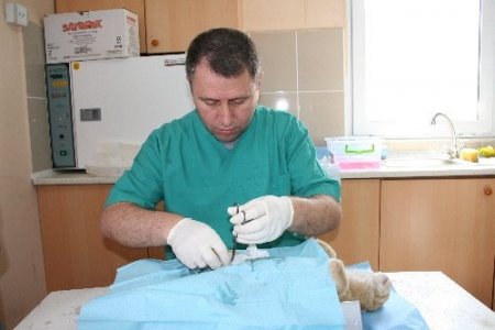 Ev ve sokak kedileri kısırlaştırılıyor