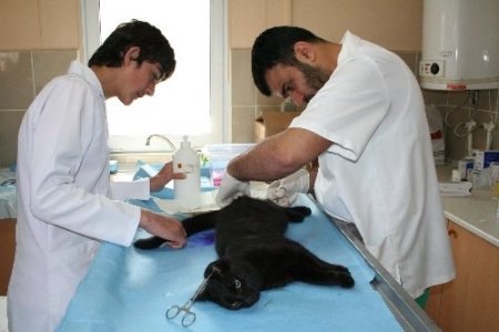 Ev ve sokak kedileri kısırlaştırılıyor