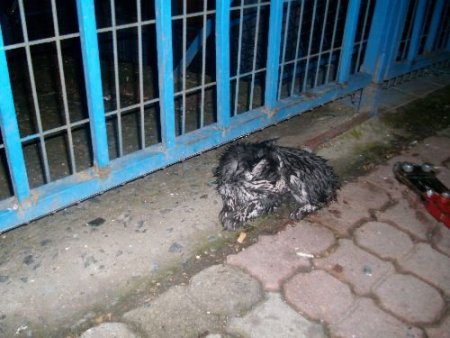 Evcil Hayvan Satış Mağazasında Çıkan Yangında Onlarca Hayvan Telef Oldu