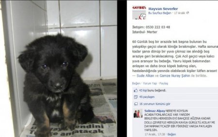 Evcil hayvanları sosyal medya üzerinden sahipleniyorlar