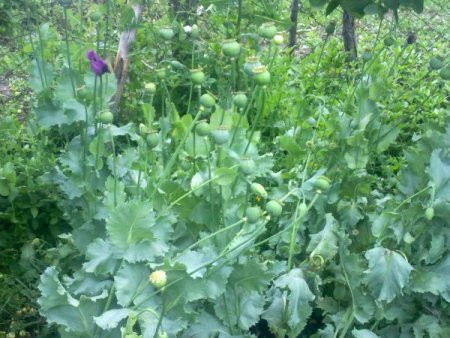 Evin Bahçesinde Ekili Haşhaş Bitkisi Ele Geçirildi