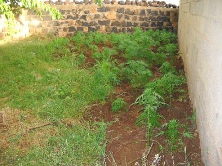 Evin bahçesine Hint keneviri eken şahıslar yakalandı