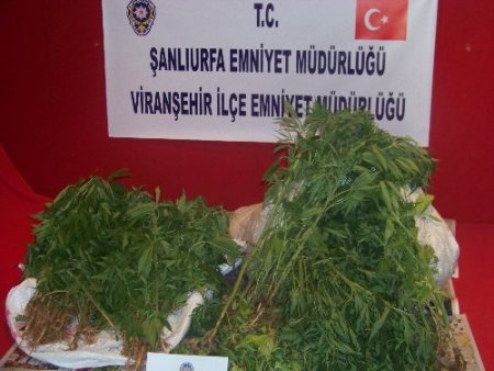 Evin bahçesine Hint keneviri eken şahıslar yakalandı