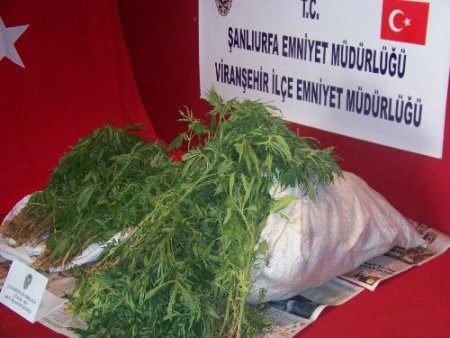 Evin bahçesine Hint keneviri eken şahıslar yakalandı