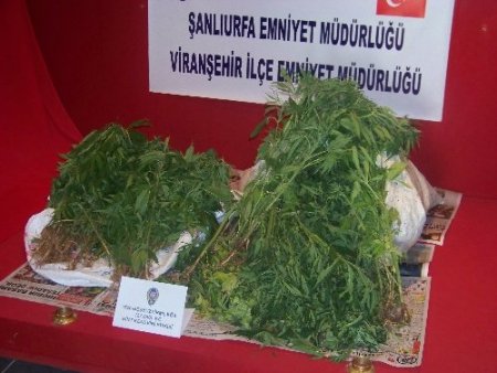 Evin bahçesine Hint keneviri eken şahıslar yakalandı