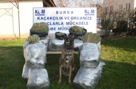 Evinde 112 kilo esrar bulunan zanlı: Çuvalda esrar olduğundan haberim yoktu