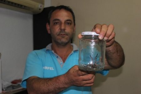 Evinde 15 santimlik dev örümcek buldu