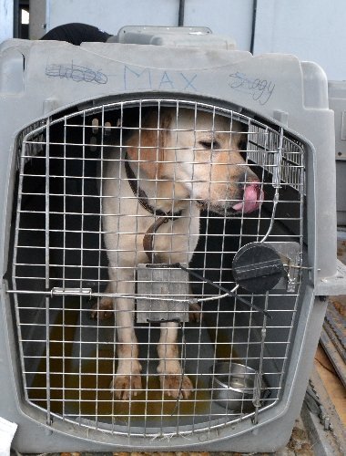 Evrak eksikliği köpekleri telef etti