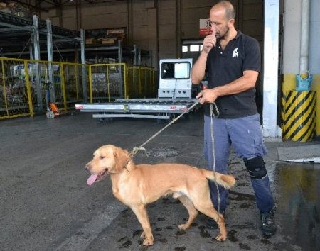 Evrak eksikliği köpekleri telef etti