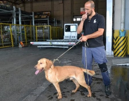 Evrak eksikliği köpekleri telef etti