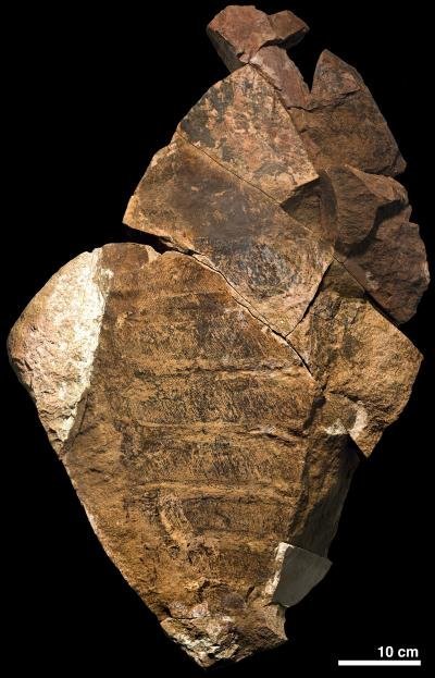 Fas’ta Deniz Canavarı Fosili Bulundu