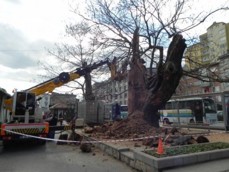 Fatih’in çınarları bakıma alındı