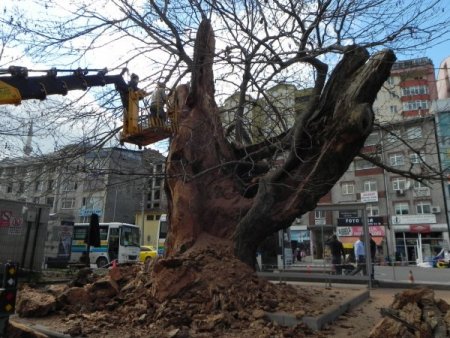 Fatih’in çınarları bakıma alındı