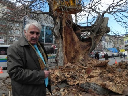 Fatih’in çınarları bakıma alındı