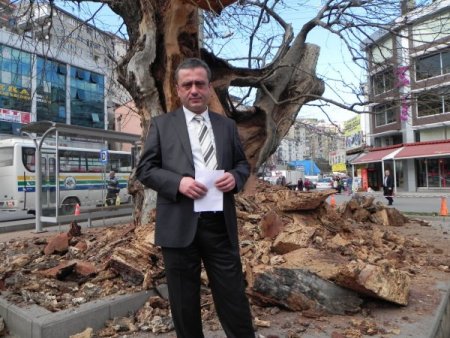 Fatih’in çınarları bakıma alındı