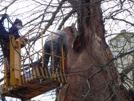 Fatih’in çınarları bakıma alındı
