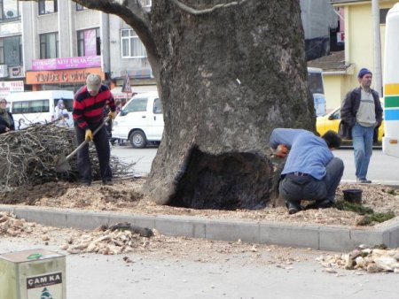 Fatih’in çınarları bakıma alındı