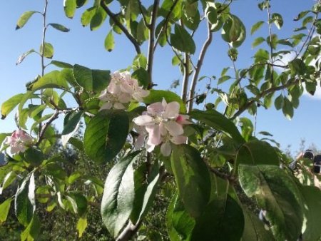 Fethiye'de Elma Ağaçları Çiçek Açtı