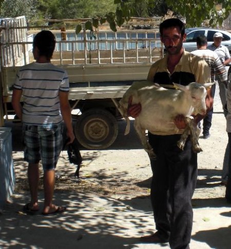 Fethiye'de Üretim Artsın Diye Saanen Tekesi Dağıtıldı