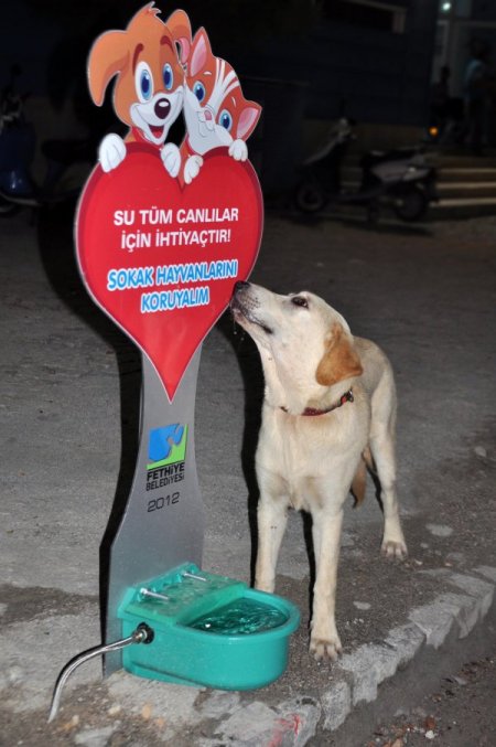 Fethiye’deki Sokak Hayvanları Ve Kuşlar, Susuz Kalmayacak
