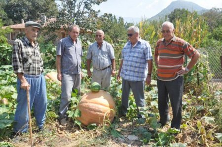 Fethiyeli çiftçi, bahçesinde 174 kiloluk bal kabağı yetiştirdi