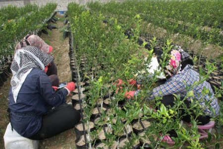 Fidanlı Köyünde Bir Yılda 5 Milyon Fidan Üretildi