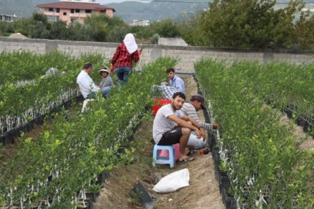 Fidanlı Köyünde Bir Yılda 5 Milyon Fidan Üretildi