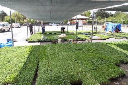 Fidecilere yeni fide pazarı