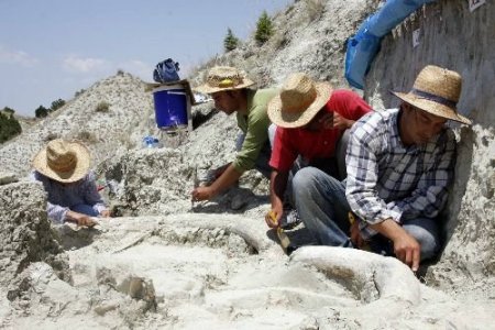 Fillerin Atası Kabul Edilen Mastadon Fosilleri Rum Kilisesi'nde Sergilenecek